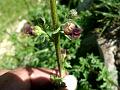 Purple-Flower Figwort